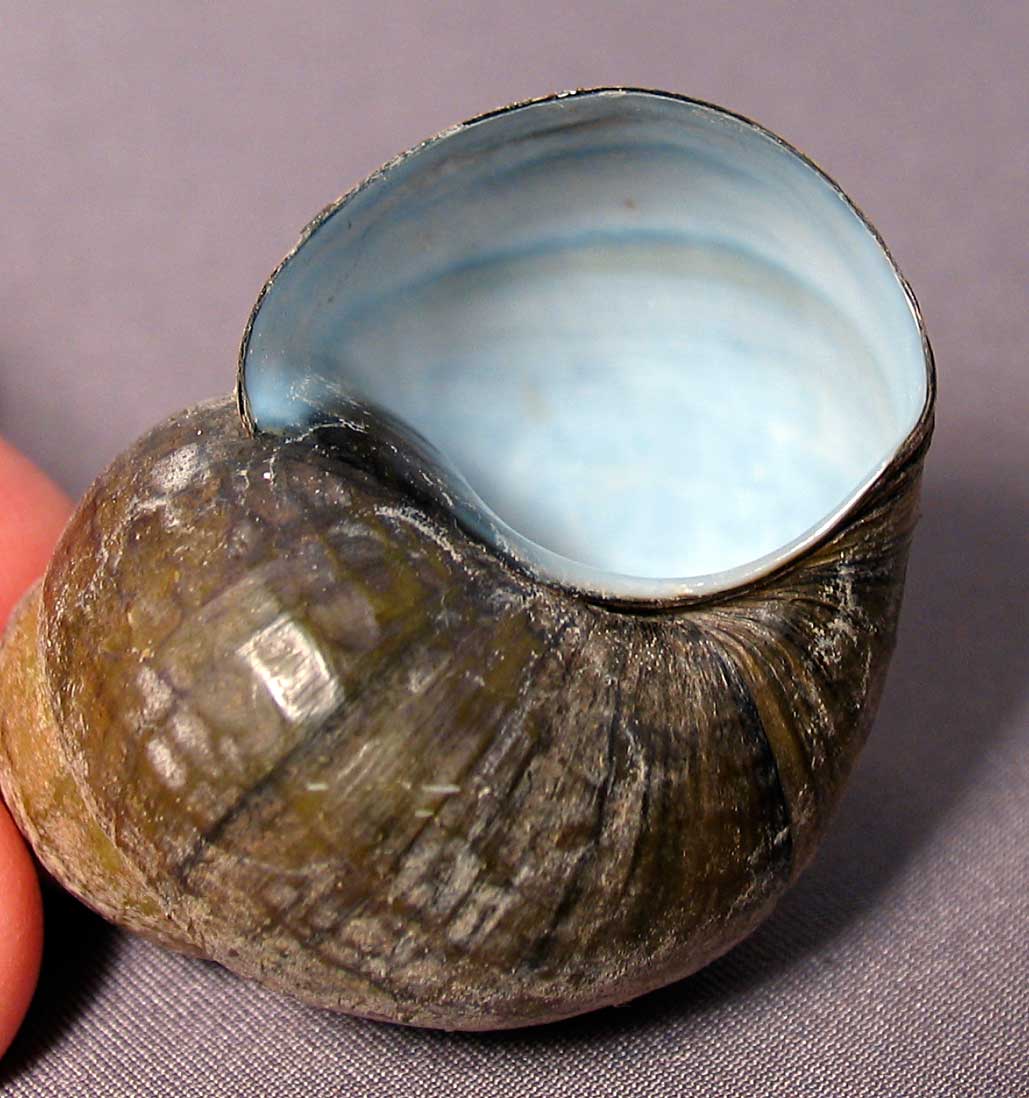 Louisville Fossils and Beyond Cipangopaludina japonica River Snail