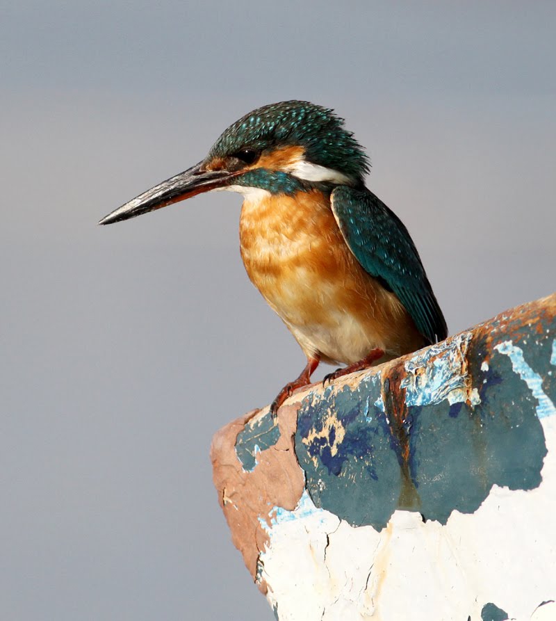 a summary of kingfisher s decline This decline primarily stems from general kingfisher's balance sheet is in terrific shape summary overall, kingfisher is about as out of favor. a summary of kingfisher s decline This decline primarily stems from general kingfisher's balance sheet is in terrific shape summary overall, kingfisher is about as out of favor.
