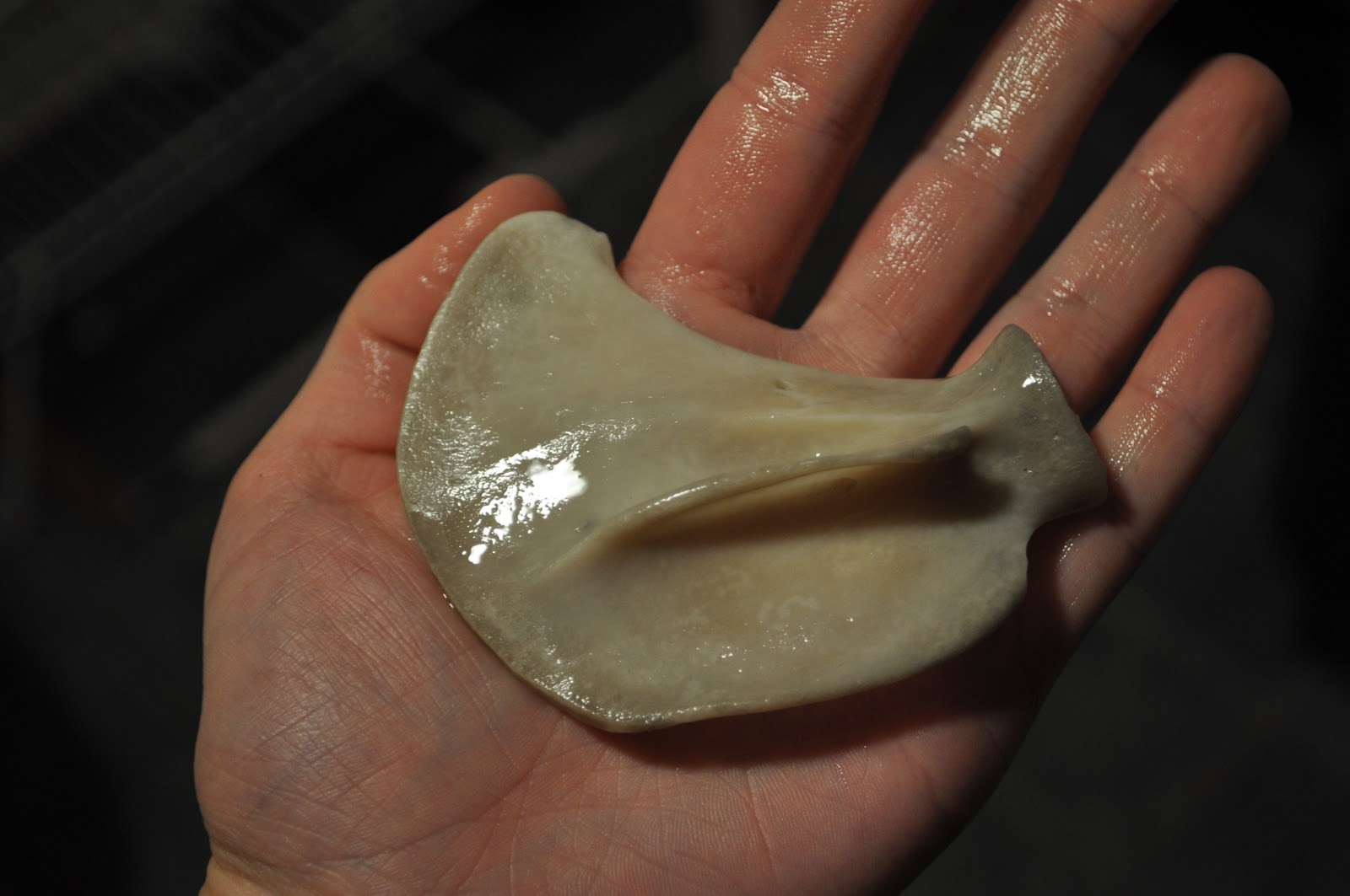 Marine Biology on Three Seas Mystery bone