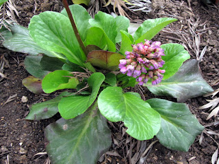 Bergenia crassifolia