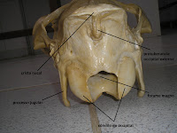 SOS Medicina Veterinária: Anatomia II - Cranio - Ruminante, suino ...