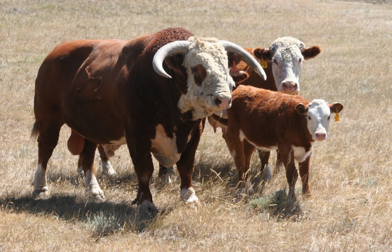 Gumbo Lily Cranes, cows, calves, bulls, and sage grouse...