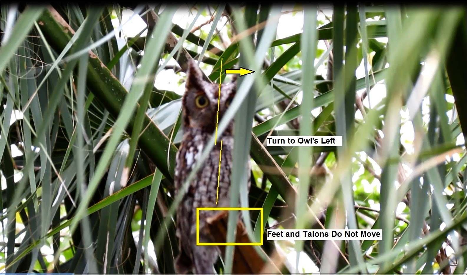 Backyard Birding....and Nature Eastern Screech Owl Rotates Head And