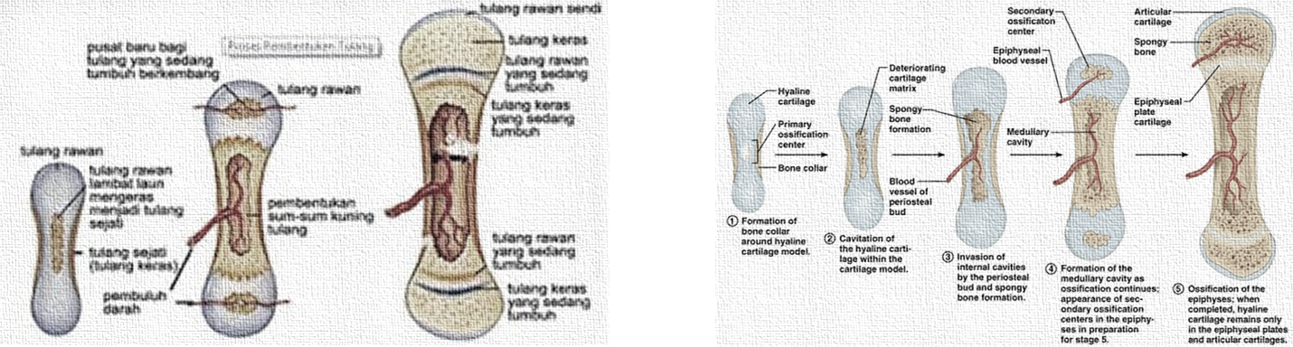 Pengertian Oomycetes, Osifikasi, Oxalidaceae, Papilionaceae