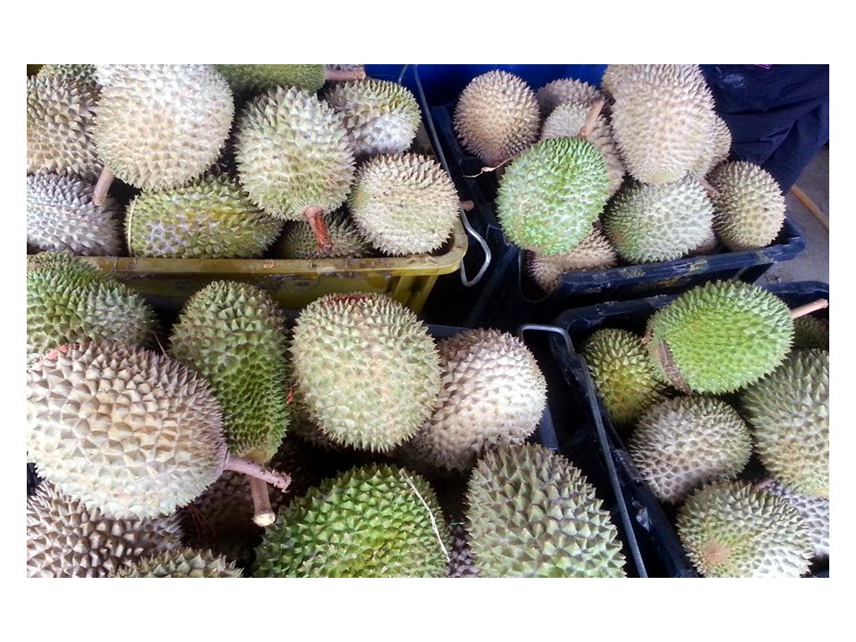 Raub Durians Raub Durian Musang King @ October 2016