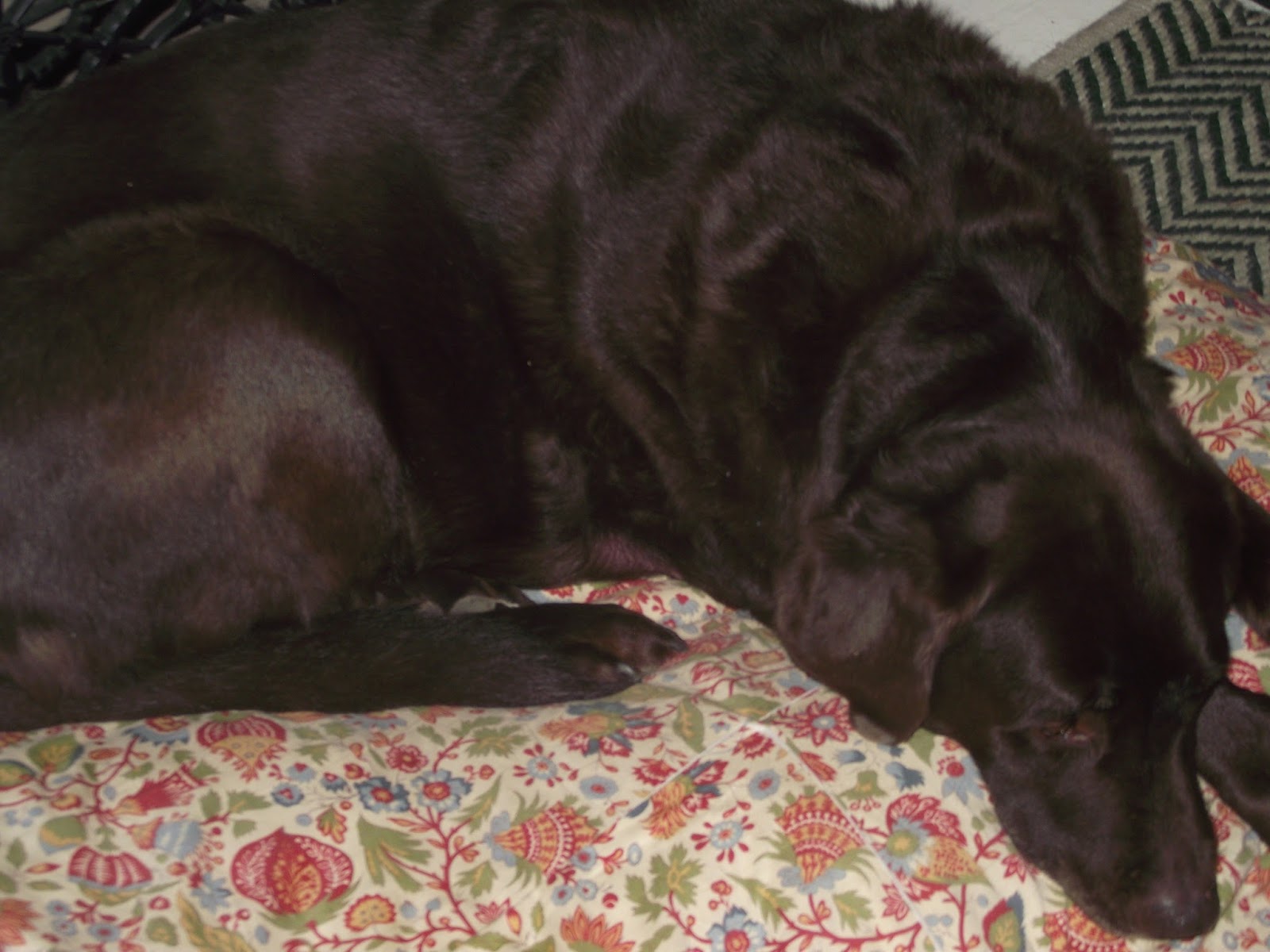 Anchor Cottage Freshwater Decor He Didn't Eat The Pillow Covers!