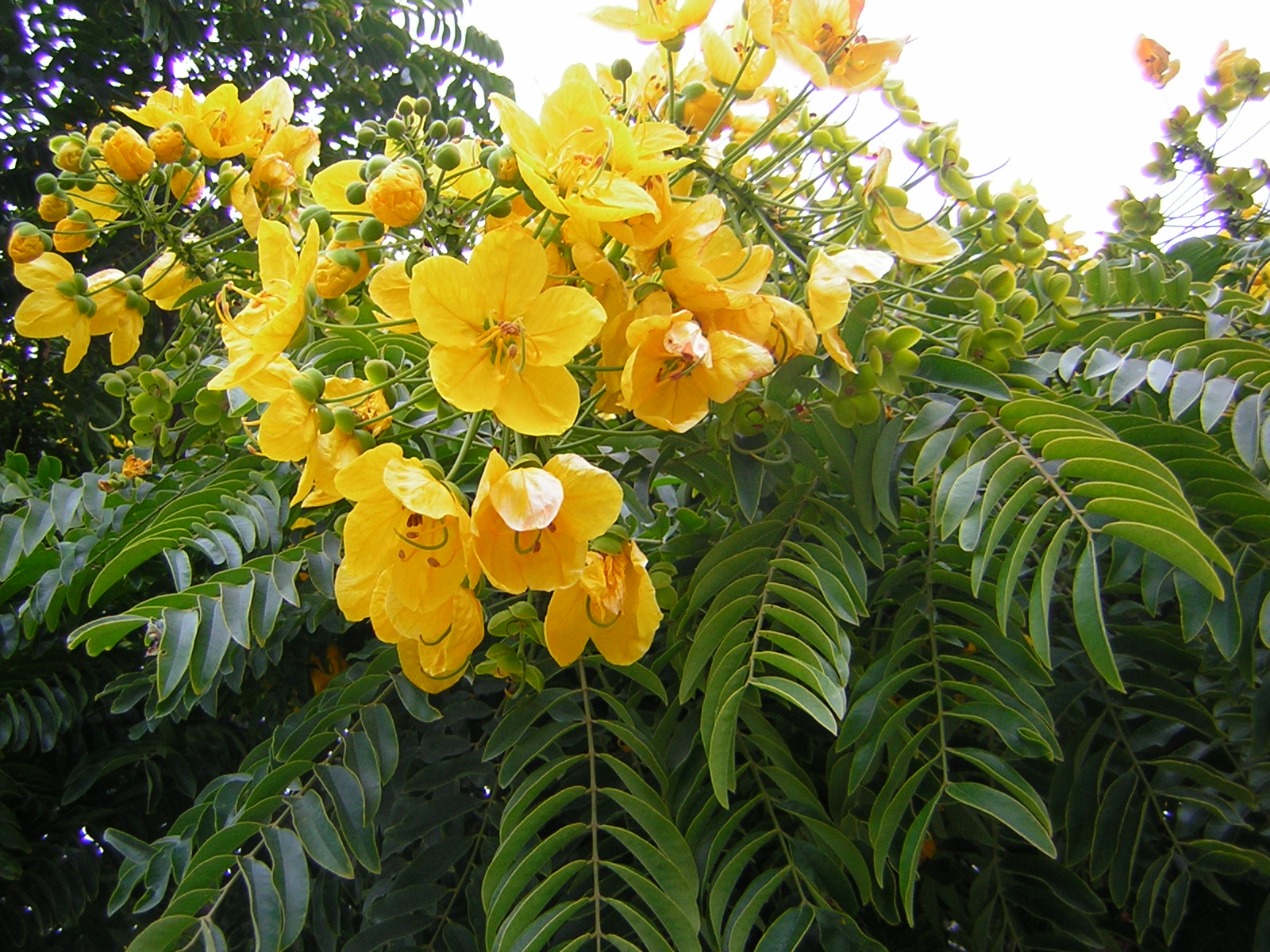 *Terra Garden* Yellow tree has bouquets for flowers