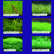 Contoh Gambar Aquascape Dan Jenis Tanaman Alam Ikan