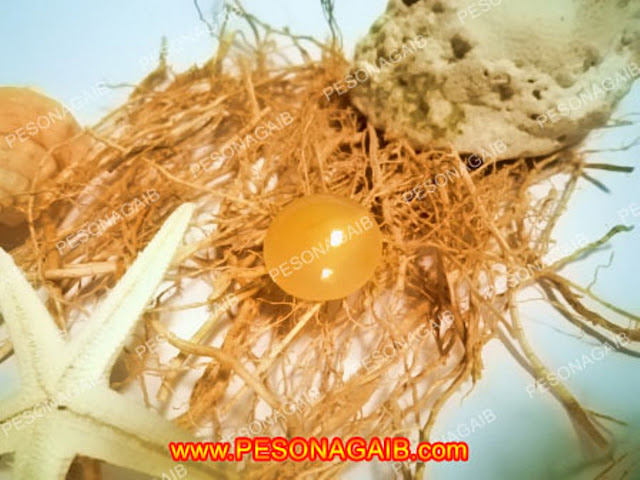 Jual Batu Mustika Kandang Menjangan asli alam bertuah batu mustika, mustika asli, mustika hasil tirakat, mustika isian, energi mustika, mustika batu akik, mustika kandang menjangan, mustika alami, harga mustika murah, batu khadam alami, batu mustika yang bisa buat kaya raya, batu permata yang bagus dijadikan cincin, aneka batu bertuah, pusat benda bertuah, batu akik yang cocok buat salesman, pusat benda bertuah, batu akik mustika, batu akik yang sangat cocok buat pemikat wanita, akik pemikat jodoh, batu akik mustika, batu permata pengasihan, khasiat mustika, ciri batu alam bertuah