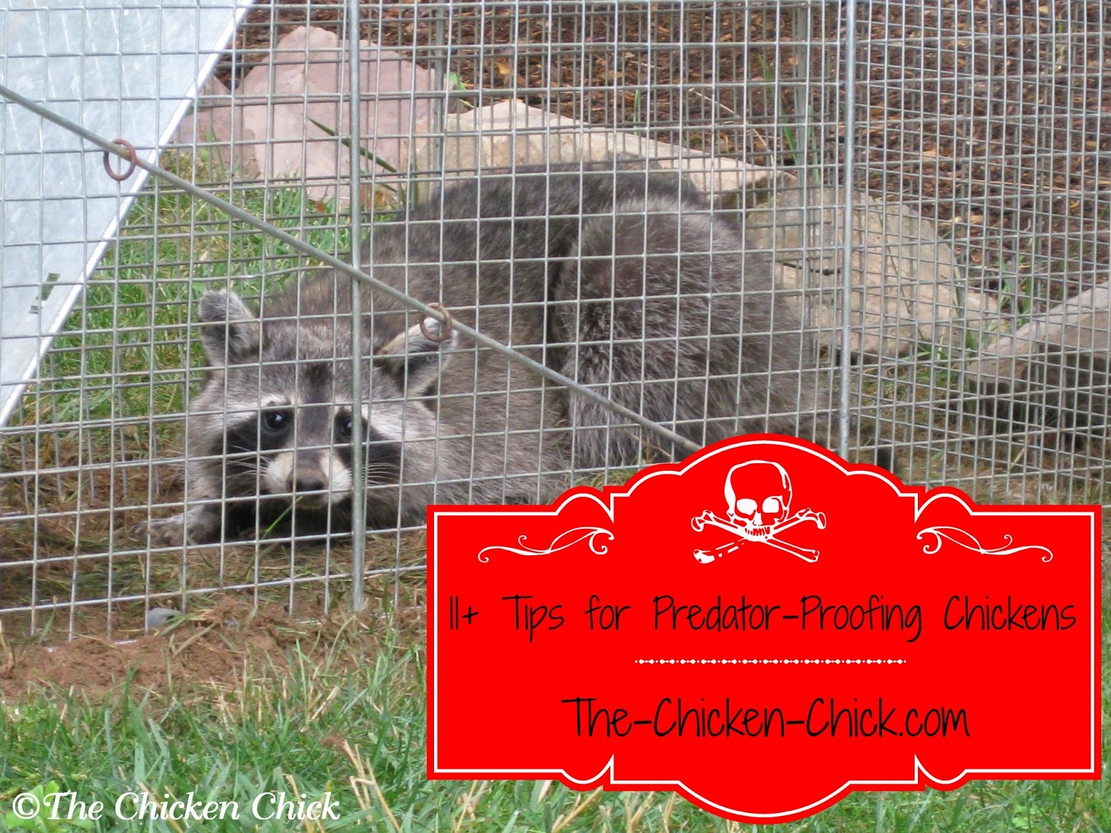 The Chicken Chick®: 11+ Tips for Predator-proofing Chickens