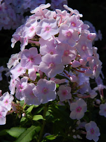 Pink Phlox paniculata Summer Phlox at the Toronto Botanical Garden by garden muses-not another Toronto gardening blog