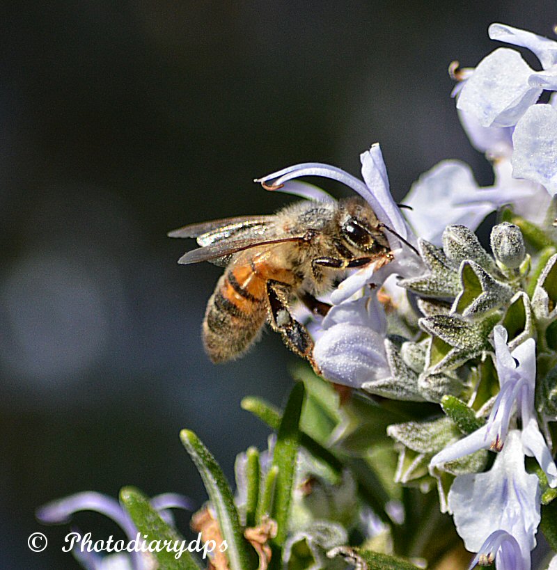 PhotoDiary 13/04/2017 Around the garden and a snake comes to visit.