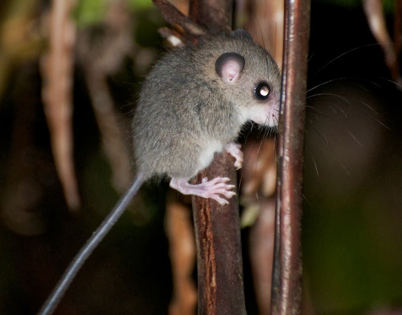 A Wandering Naturalist: Sarawak: Kubah By Night