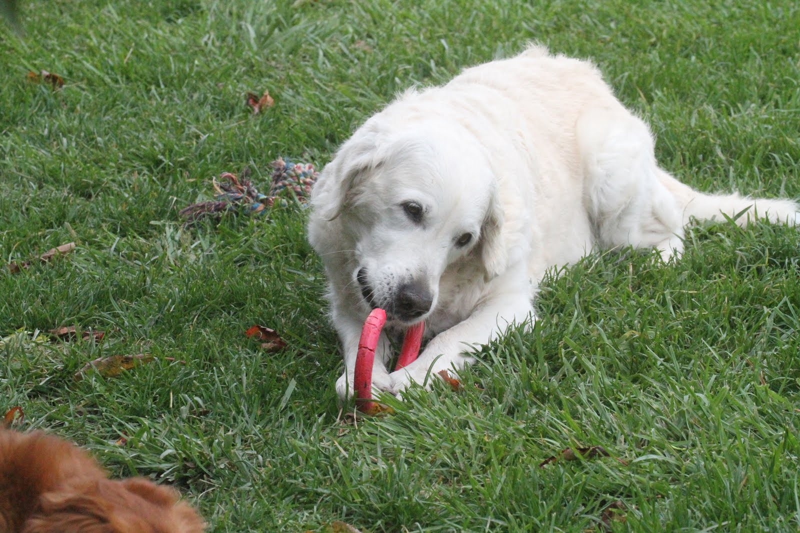 Hunde Abenteuer Land. Tagesbetreuung Ferienbetreuung Zürich Monday
