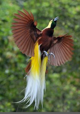 burung | macam macam jenis burung