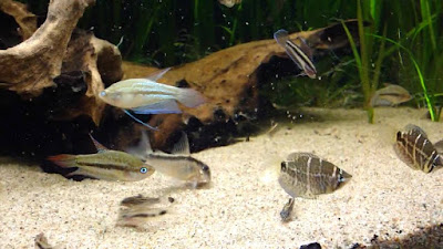 Gurami Trichopsis Vittata Gurami Trichopsis Vittata
