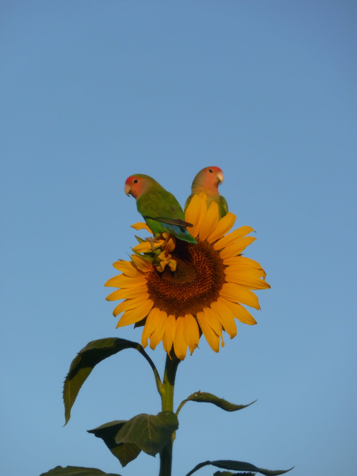 A Place to Share Sunflowers and Lovebirds