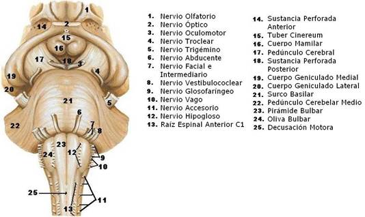 TEMAS MÉDICOS: PARES CRANEALES, ORIGEN APARENTE, ORIGEN REAL