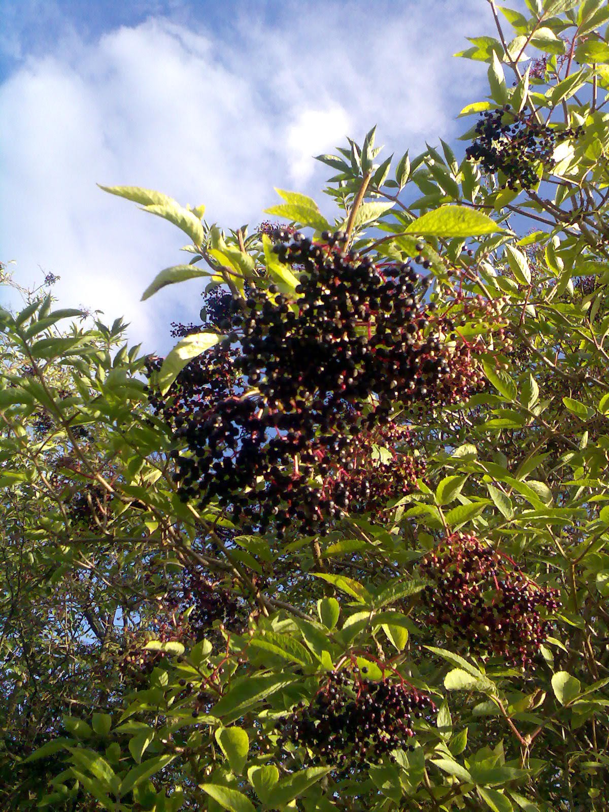 Ben's Adventures in Wine Making Elderberry Wine 2017