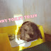 Cara Melatih Kelinci Pipis Dan Pup Ditempatnya (toilet trainee)