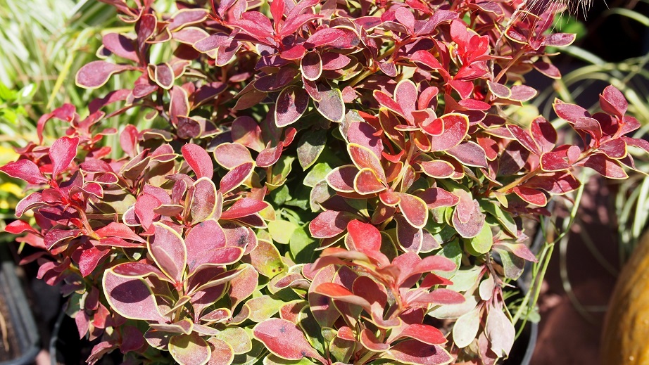 Dane County Extension Teaching Garden Berberis Thunbergii Var