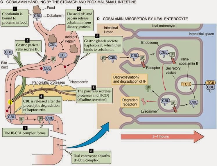 Biochemistry Class notes Megaloblastic Anemia Folate and Vitamin B12
