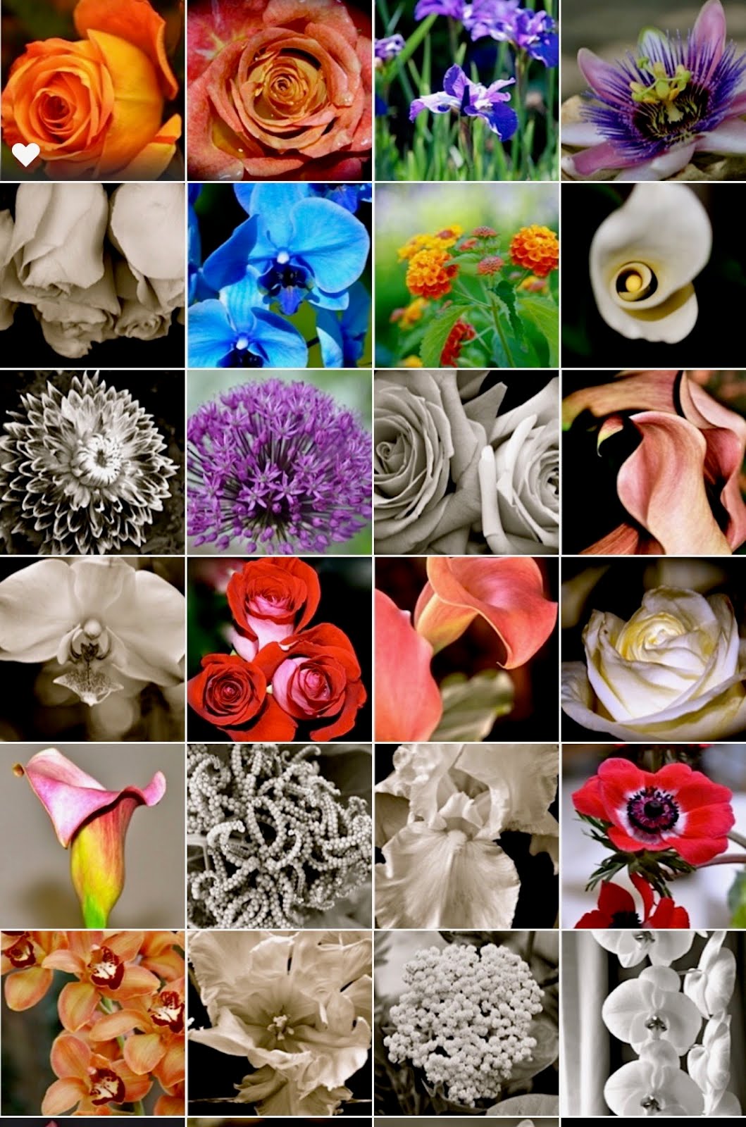 Fine Art Photography Floral samples