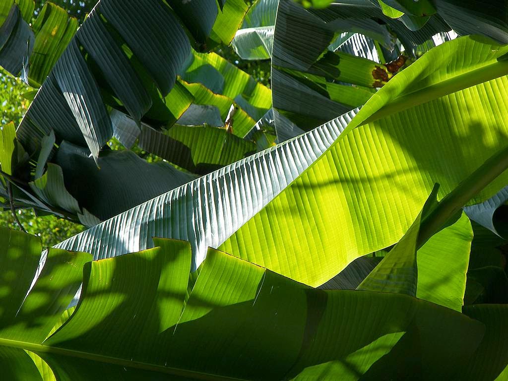 Agencia de Viajes India La hoja de Platano y su uso en la cocina de la
