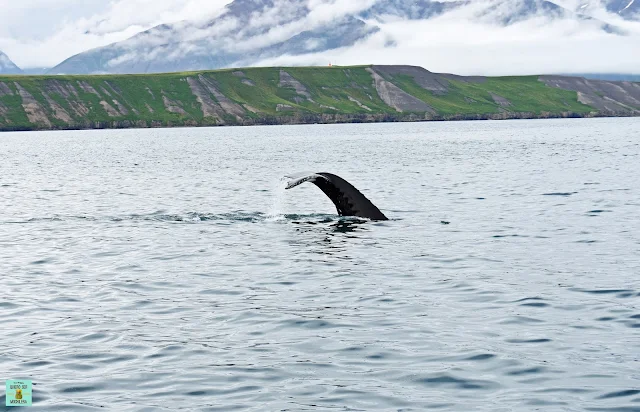 Avistamiento de ballenas en Hauganes, Islandia
