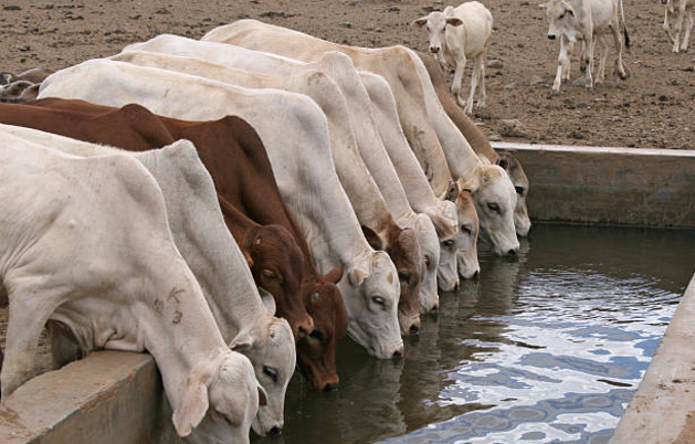 gado-bebendo-agua