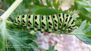Papilio machaon caterpillar IMG 20170702-160002