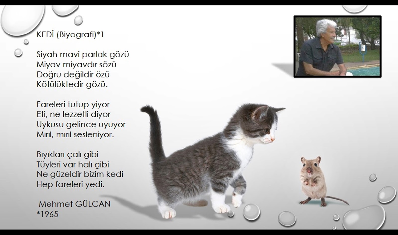 mehmet gulcan kedi mehmet gulcan