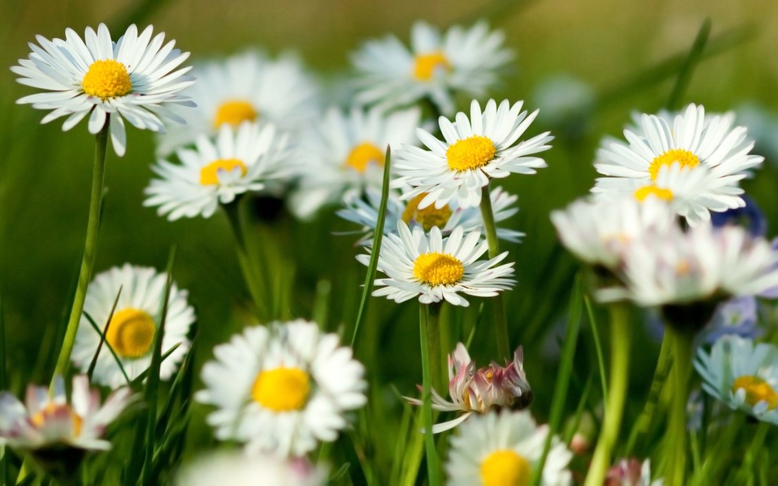 Download 2000 Wallpaper Bunga Daisy HD Terbaik Download 2000 Wallpaper Bunga Daisy HD Terbaik