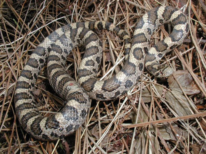 Snakes: Eastern Milk Snake