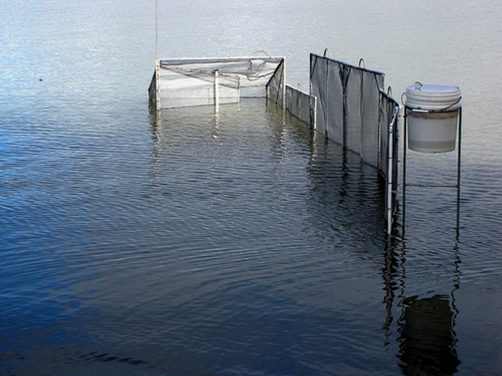 Wood River Kia >> Kia Ora, Aotearoa: The Whitebait Culture Wood River Kia >> Kia Ora, Aotearoa: The Whitebait Culture