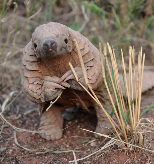 look at this pangolin look at this pangolin