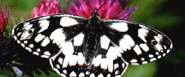 الفراشة … دليل إبداع وعظمة الخالق سبحانه