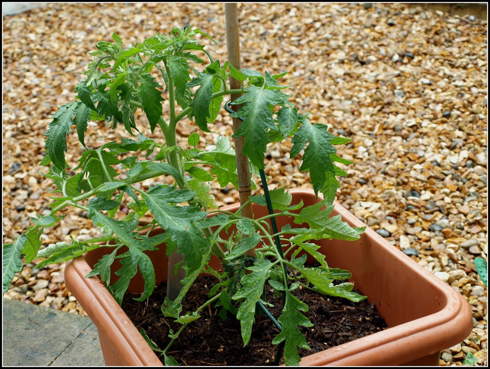 Mark's Veg Plot: Pinching-out and tying-in