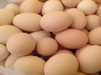 مشروع بيع بيض الدجاج-مستودع بيض