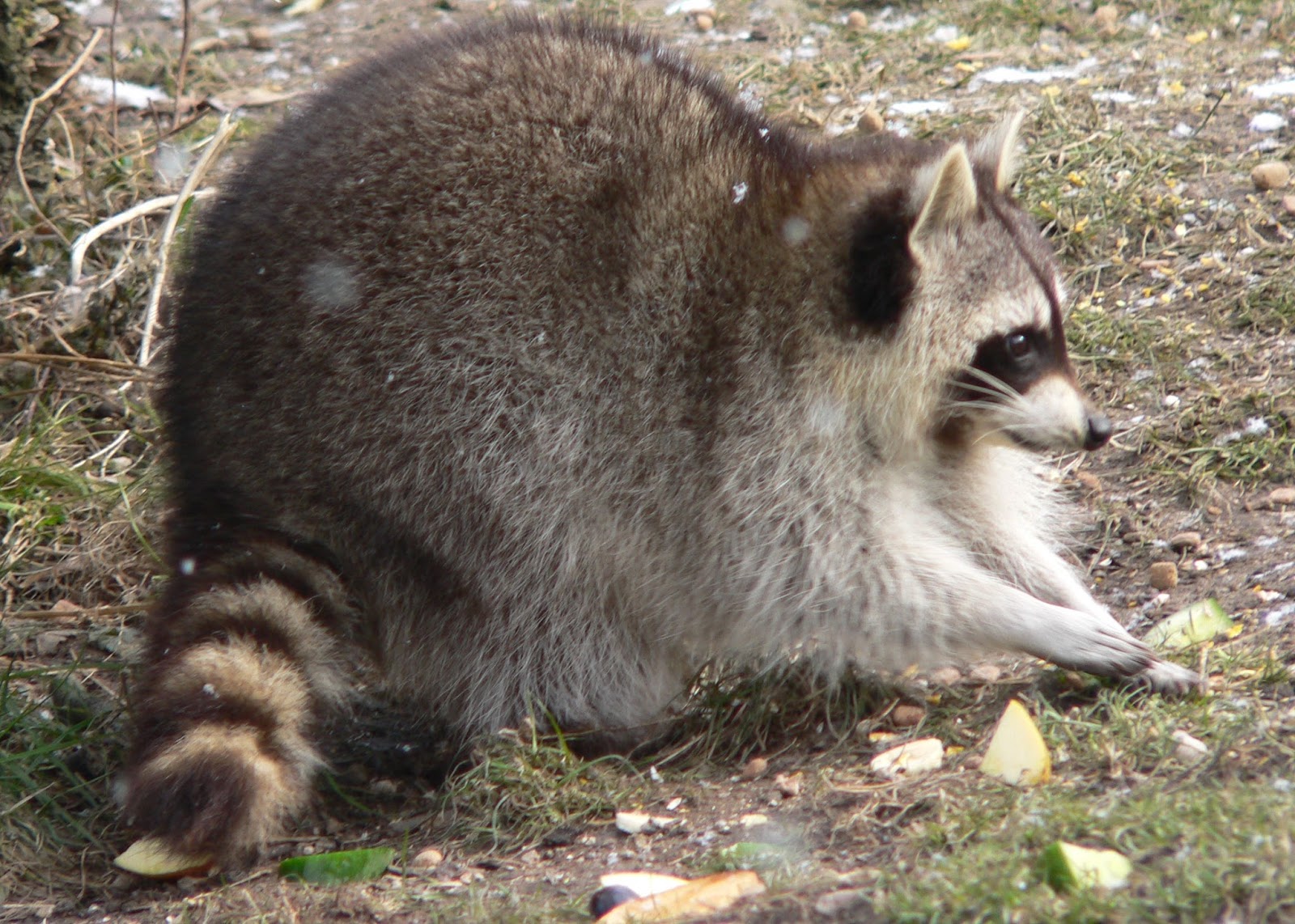 Abe's Animals Small mammals of Yellowstone