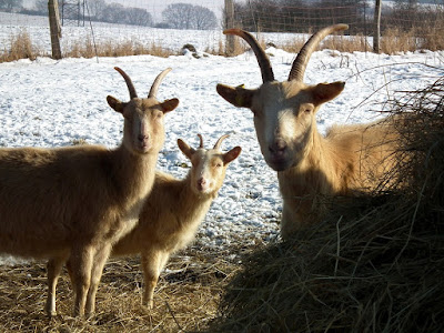 Three Billy Goats