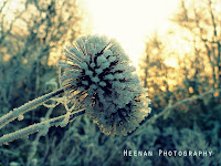 "Snowburst" by Heenan Photography