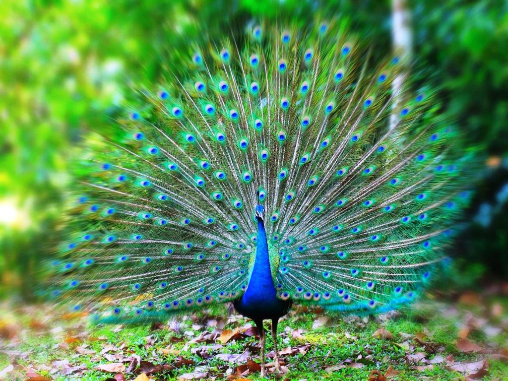 Indian Peacock Pictures and Information Amazing Pets For You