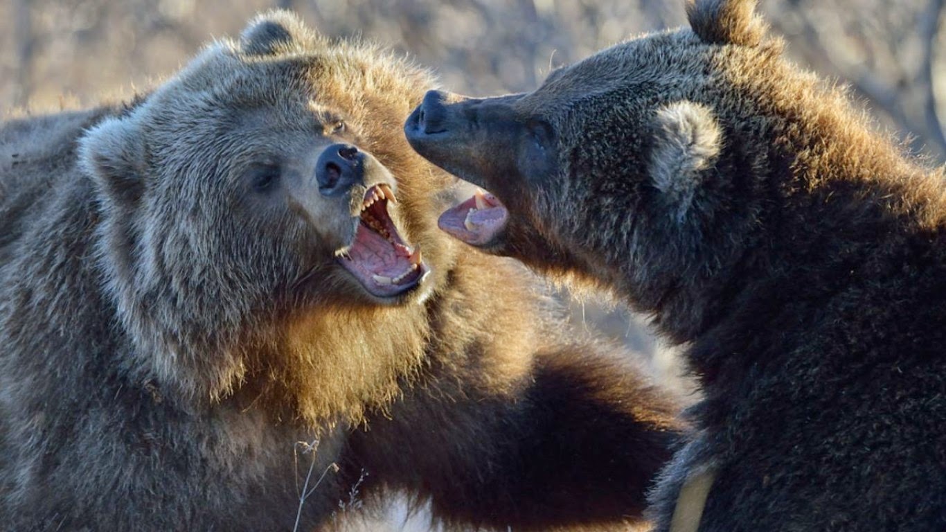 Animals Fighting HD Wallpapers (Wild Animals Images Free Download)