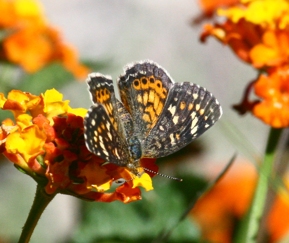 Texas Butterflies of Carolyn Ohl Crescent, Painted