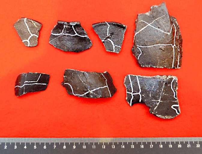 Fossil find turns out to be new member of world's oldest soft-shell turtle family Fossil find turns out to be new member of world's oldest soft-shell turtle family