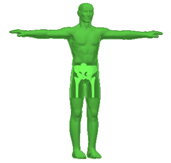 human_body.gif