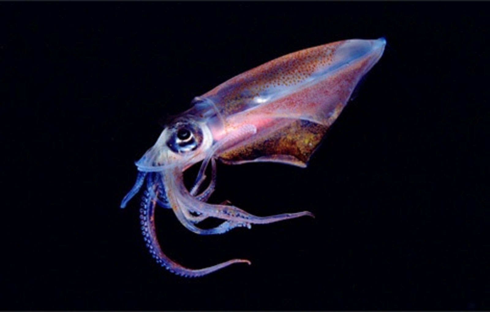 Головоногие моллюски чернила. Глубоководный кальмар (кальмар-вампир). Глубоководный угорь-большерот. Большерот рыба-Пеликан. Биолюминесцентный осьминог / stauroteuthis syrtensis.