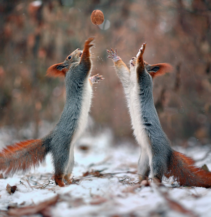 Russian Photographer Captures The Cutest Squirrel Photo Session Ever