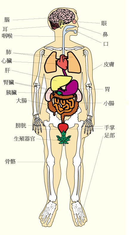 小學常識網: 人體器官